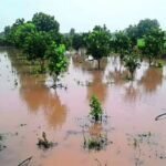 नुकसान भरपाई