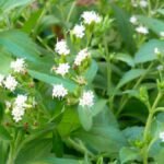 stevia