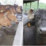 goverment animal schmes