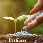 Fertilizer Subsidy