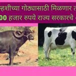 गाई-म्हशीच्या गोठ्यासाठी