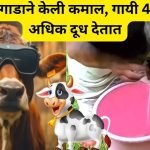 increase cow milk with jugaad