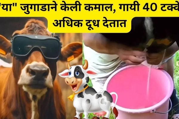 increase cow milk with jugaad