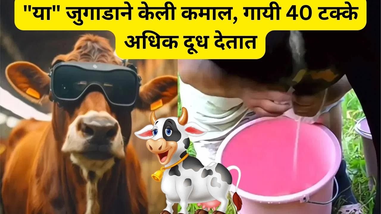 increase cow milk with jugaad