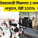 cow Farming